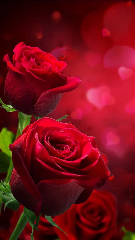 beautiful love rose wallpaper|aesthetic rose wallpaper.